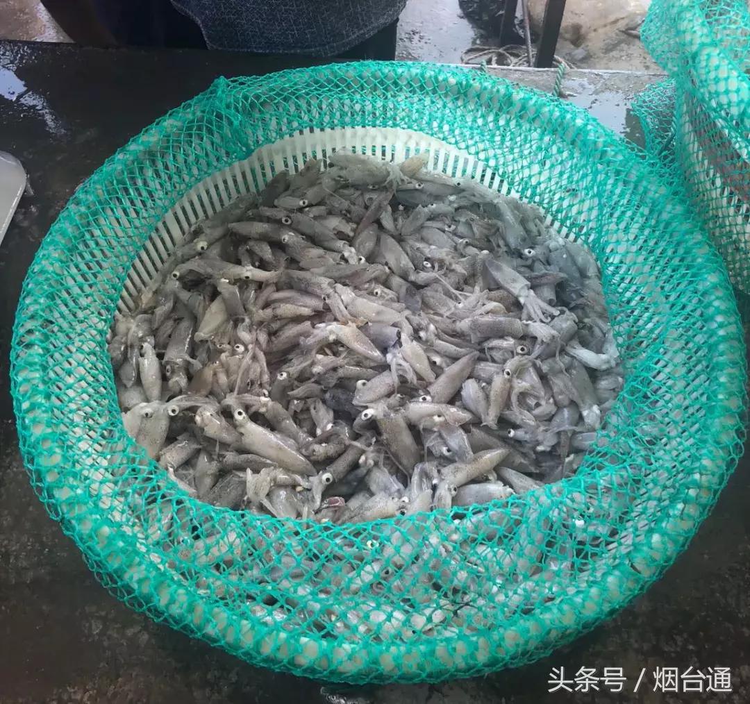 烟台开海现场直播视频,开海现场视频直播