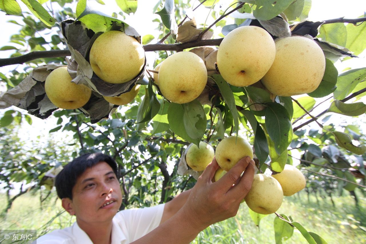 皇冠梨为什么好吃,皇冠梨为什么会黑呢