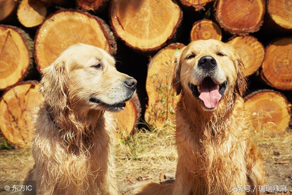 金毛狗狗掉毛怎么处理？金毛狗掉毛解决措施