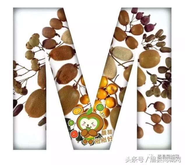 眉县猕猴桃真实故事,眉县猕猴桃最近几天能有吗