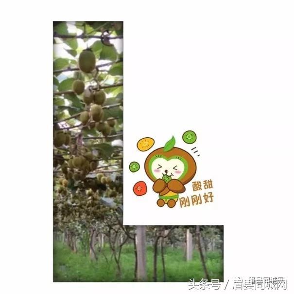 眉县猕猴桃真实故事,眉县猕猴桃最近几天能有吗