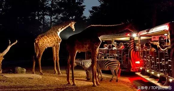 开着车到野外然后看见大象在迁徙,开着皮卡车去寻宝