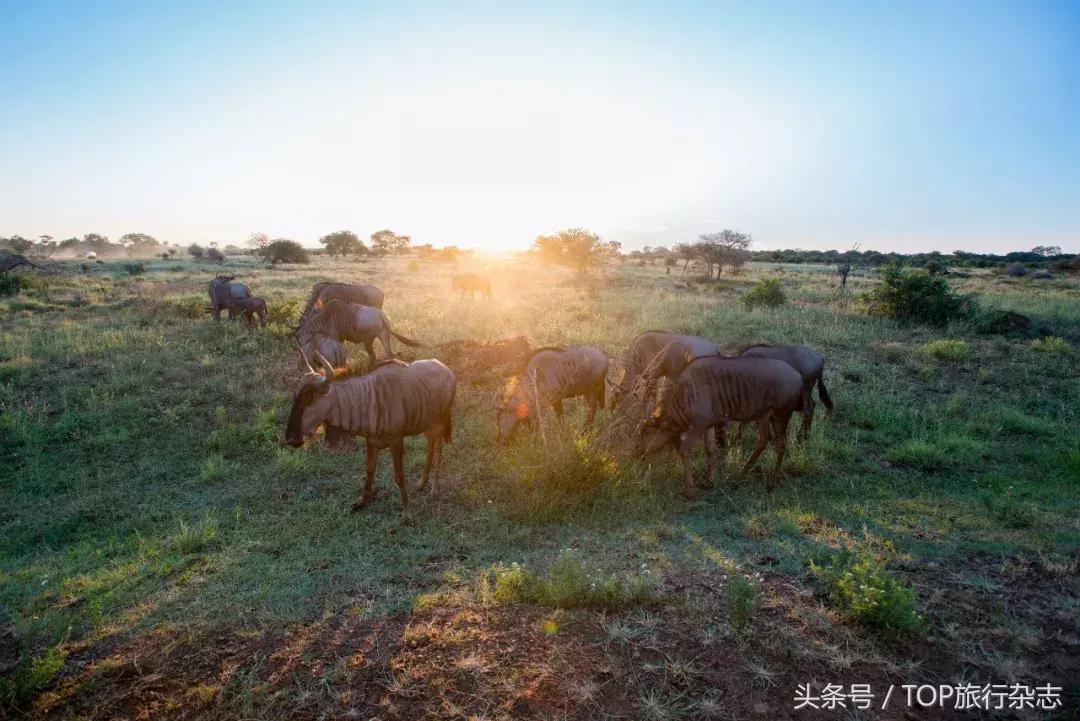 开着车到野外然后看见大象在迁徙,开着皮卡车去寻宝