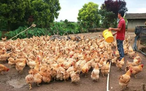 大米放太久怎么办,大米放置时间长了会发霉吗