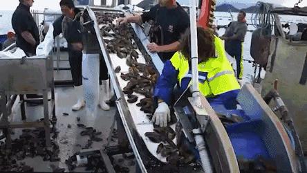 新西兰海边青口贝,新西兰赶海吃青口贝