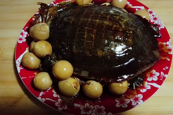 冬天甲鱼怎么样放才不死,这个季节甲鱼适合怎么吃