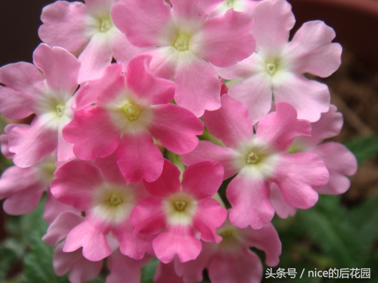 美女樱认不得？只怪它衣服太多