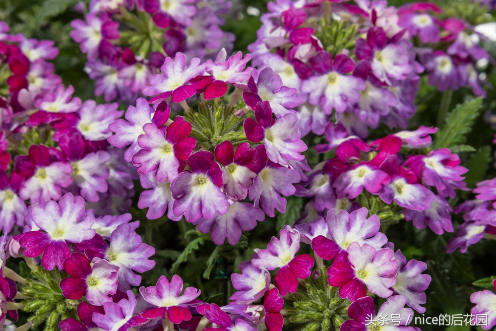 美女樱认不得？只怪它衣服太多