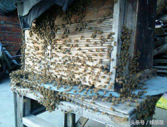 养蜂如何分蜂王,养蜂技术指导之蜜蜂四季管理