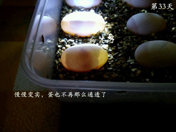 草龟繁殖经验分享孵蛋40天破壳,草龟养殖日记从幼苗开始