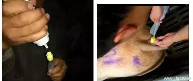 母猪深部输精最佳输精时间,母猪输精的正确手法