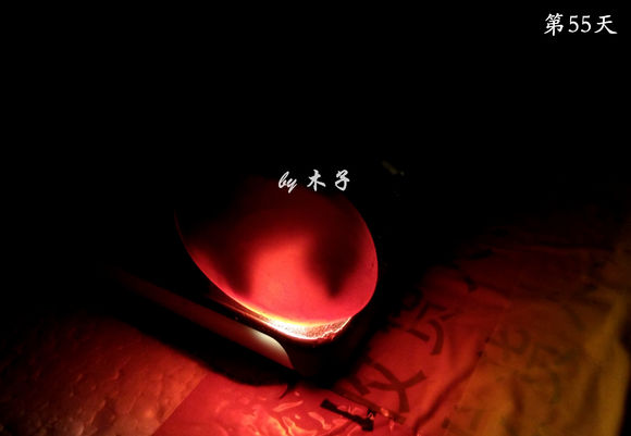 草龟繁殖经验分享孵蛋40天破壳,草龟养殖日记从幼苗开始