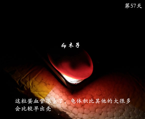 草龟繁殖经验分享孵蛋40天破壳,草龟养殖日记从幼苗开始