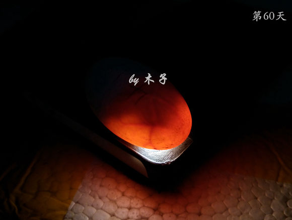 草龟繁殖经验分享孵蛋40天破壳,草龟养殖日记从幼苗开始