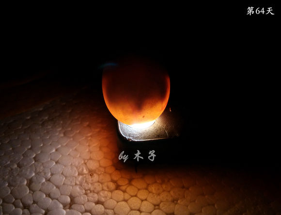 草龟繁殖经验分享孵蛋40天破壳,草龟养殖日记从幼苗开始