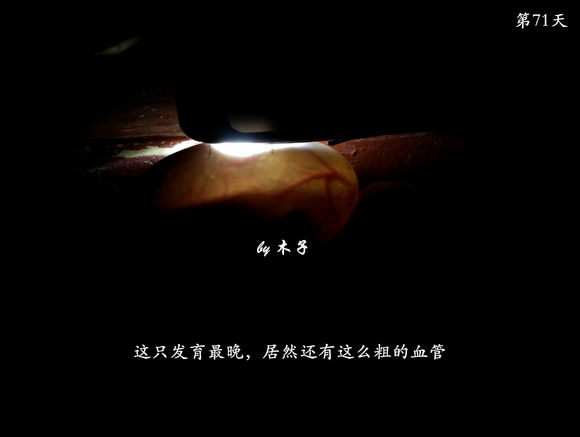 草龟繁殖经验分享孵蛋40天破壳,草龟养殖日记从幼苗开始