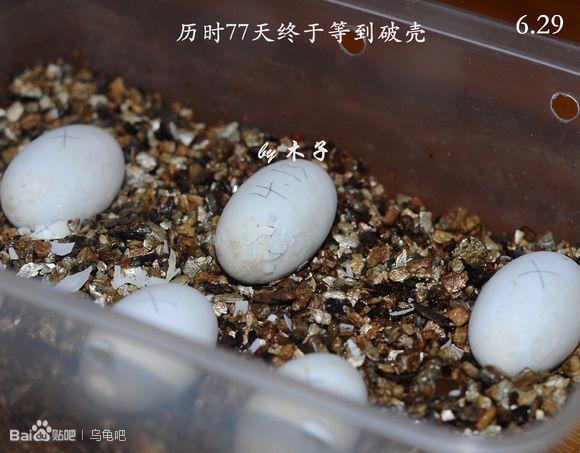 自己养的草龟怎么孵化草龟蛋,自家养的草龟如何产蛋