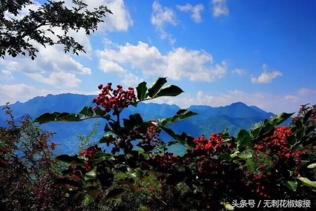 花椒35一斤便宜吗 (花椒150块一公斤)