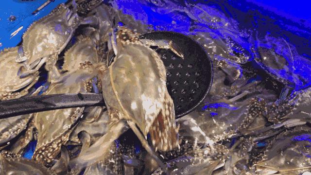 黄骅本地人吃海鲜的地方,黄骅海鲜干货