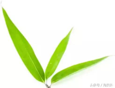 新疆第一罗布麻茶,新疆罗布泊的罗布麻茶