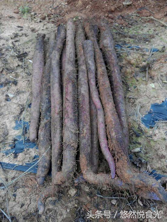 广西防城港特产有什么值得带,广西贵港特产大全排名前十名