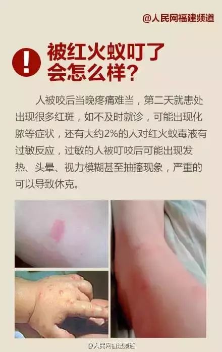 漳州有种小小的黑色虫子咬人很痒,福建漳州虫子