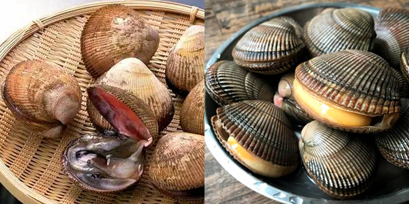 海边贝类种类,各种贝类的名称