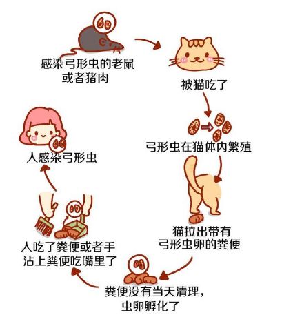 爱猫的妇女,养猫的女孩怀孕前要做什么检查