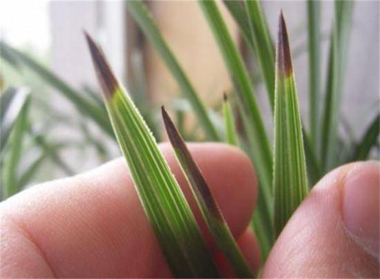 兰花叶子干枯不长怎么办,盆栽茶花叶子尖干枯怎么办