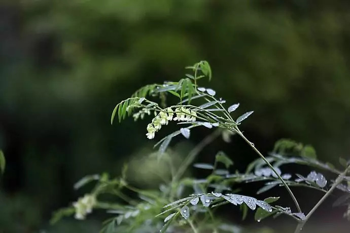 「百草园」那些“悬壶济世”的植物（七十三）苦参