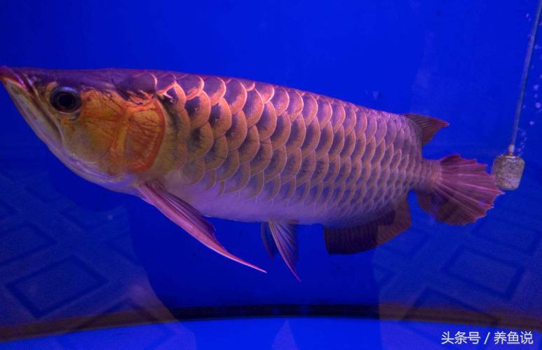 养鱼开缸的正确方法,新手养鱼开缸的正确方法