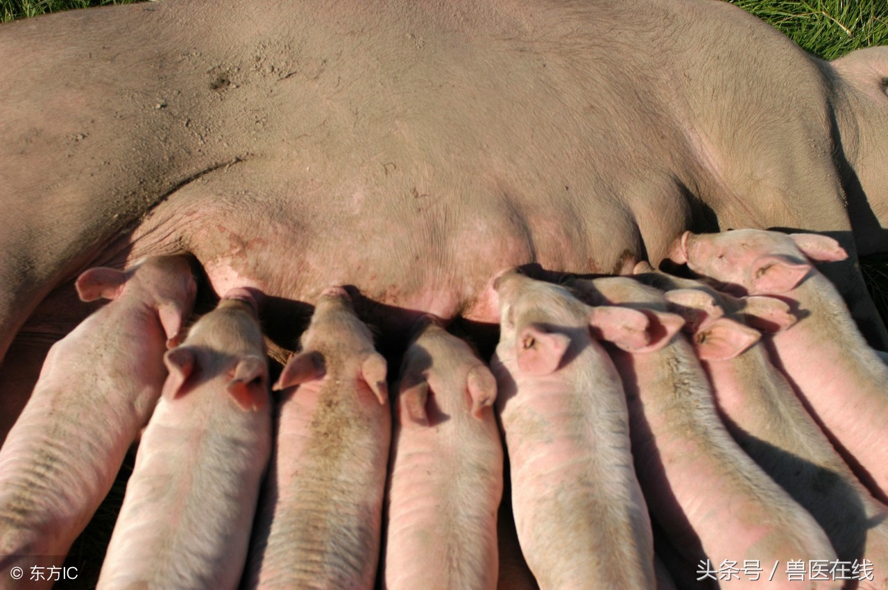 老兽医教你看症状，识猪病！