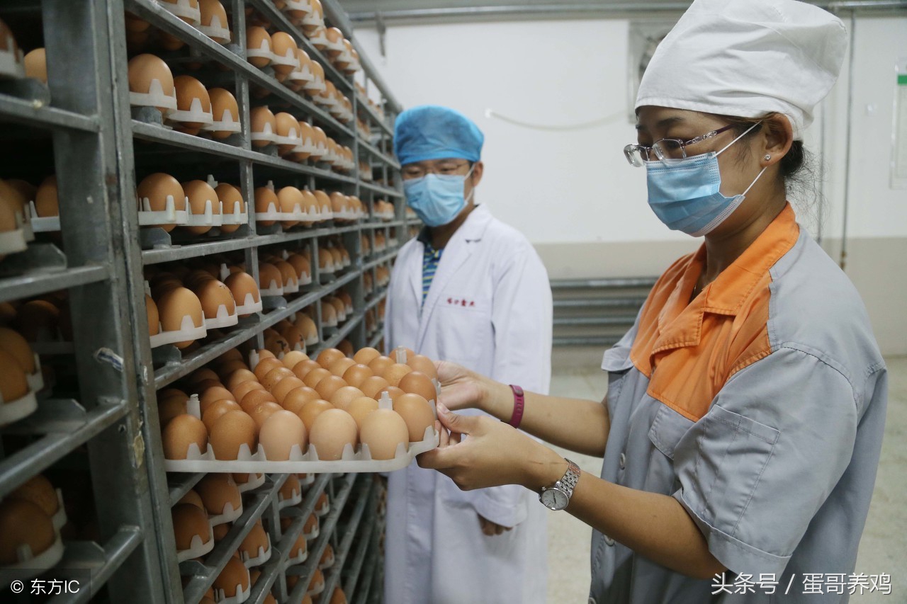 家禽癌症,鸡得了血管瘤怎么办