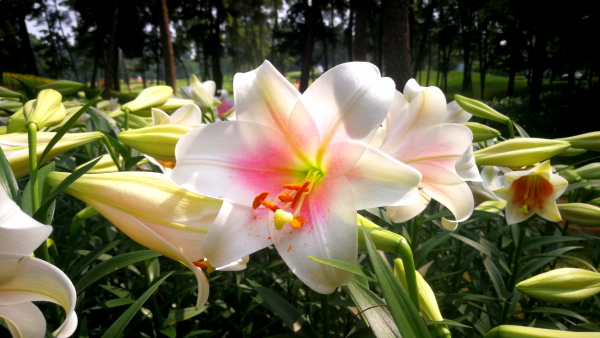 石象湖郁金香门票,石象湖百合花景点