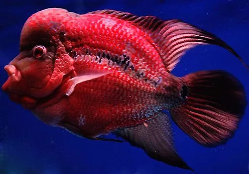 罗汉鱼不爱吃食怎么回事,罗汉鱼怎么养不会生病