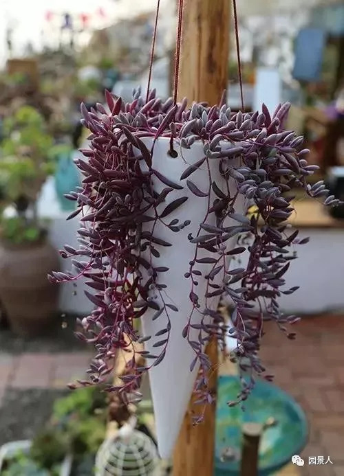 植物窗帘图案,植物窗帘效果图大全