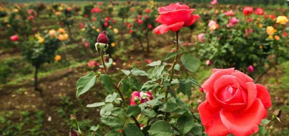 古城祥和庄园,祥和庄园治愈系风景