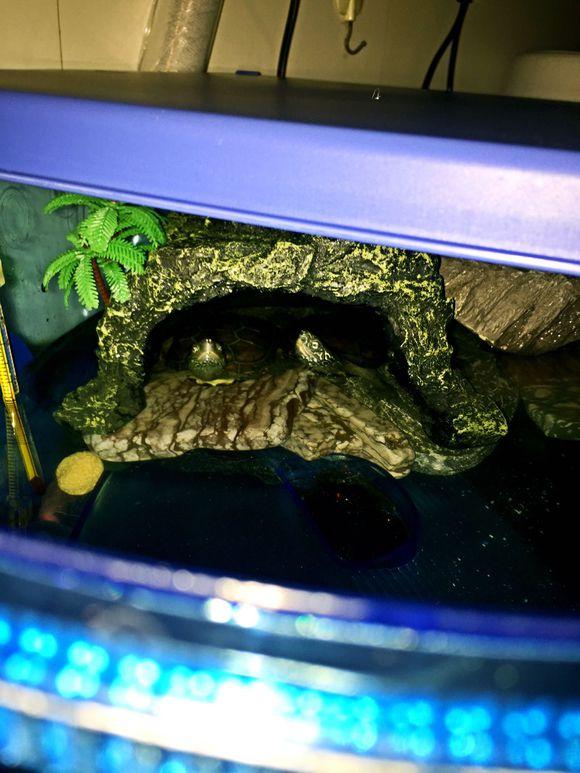 「龟友记录」萌妹子养龟全纪录（第一部）