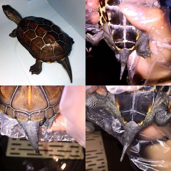 「龟友记录」萌妹子养龟全纪录（第一部）