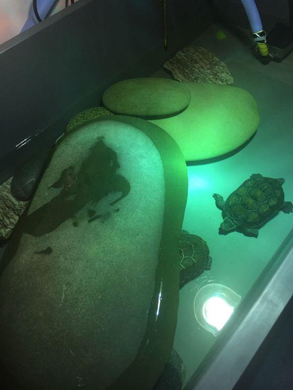 「龟友记录」萌妹子养龟全纪录（第一部）