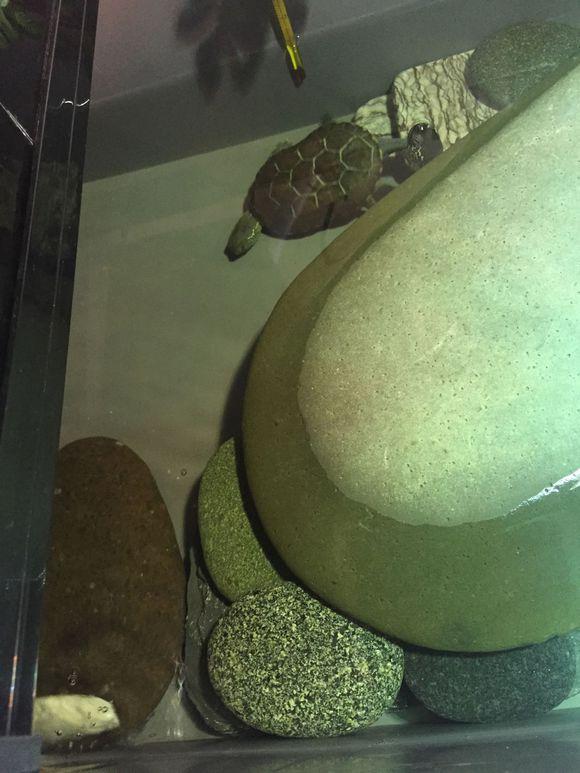 「龟友记录」萌妹子养龟全纪录（第一部）