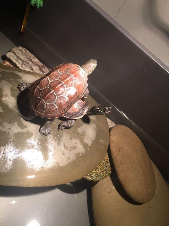 「龟友记录」萌妹子养龟全纪录（第一部）