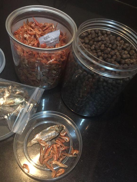 「龟友记录」萌妹子养龟全纪录（第一部）