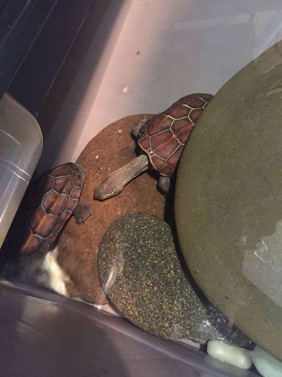 「龟友记录」萌妹子养龟全纪录（第一部）