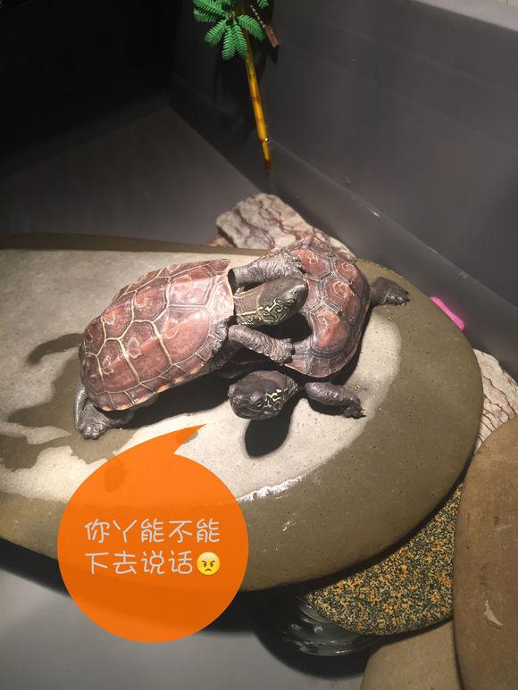 「龟友记录」萌妹子养龟全纪录（第一部）