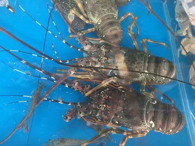 四人海口行，吃喝玩乐心情无限好