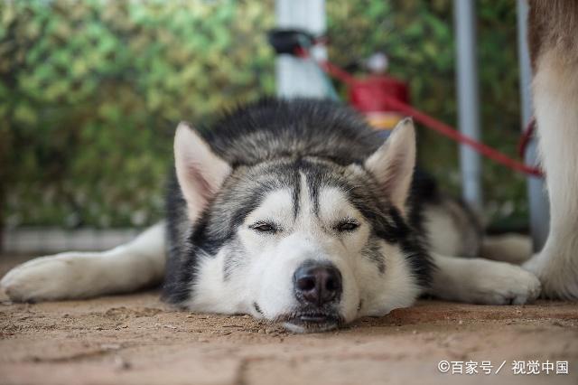 阿拉斯加狗狗皮肤病用什么药?阿拉斯加怎么预防皮肤病?