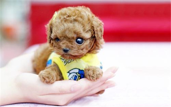 你想养一只柴犬吗,便宜好养的茶杯犬不过100元