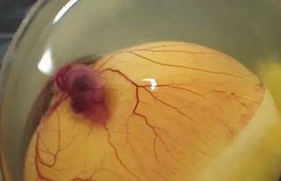 种蛋营养比普通蛋营养好吗,吃蛋多多的副作用