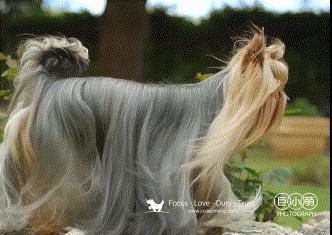 约克夏犬优点和缺点,约克夏犬活泼开朗